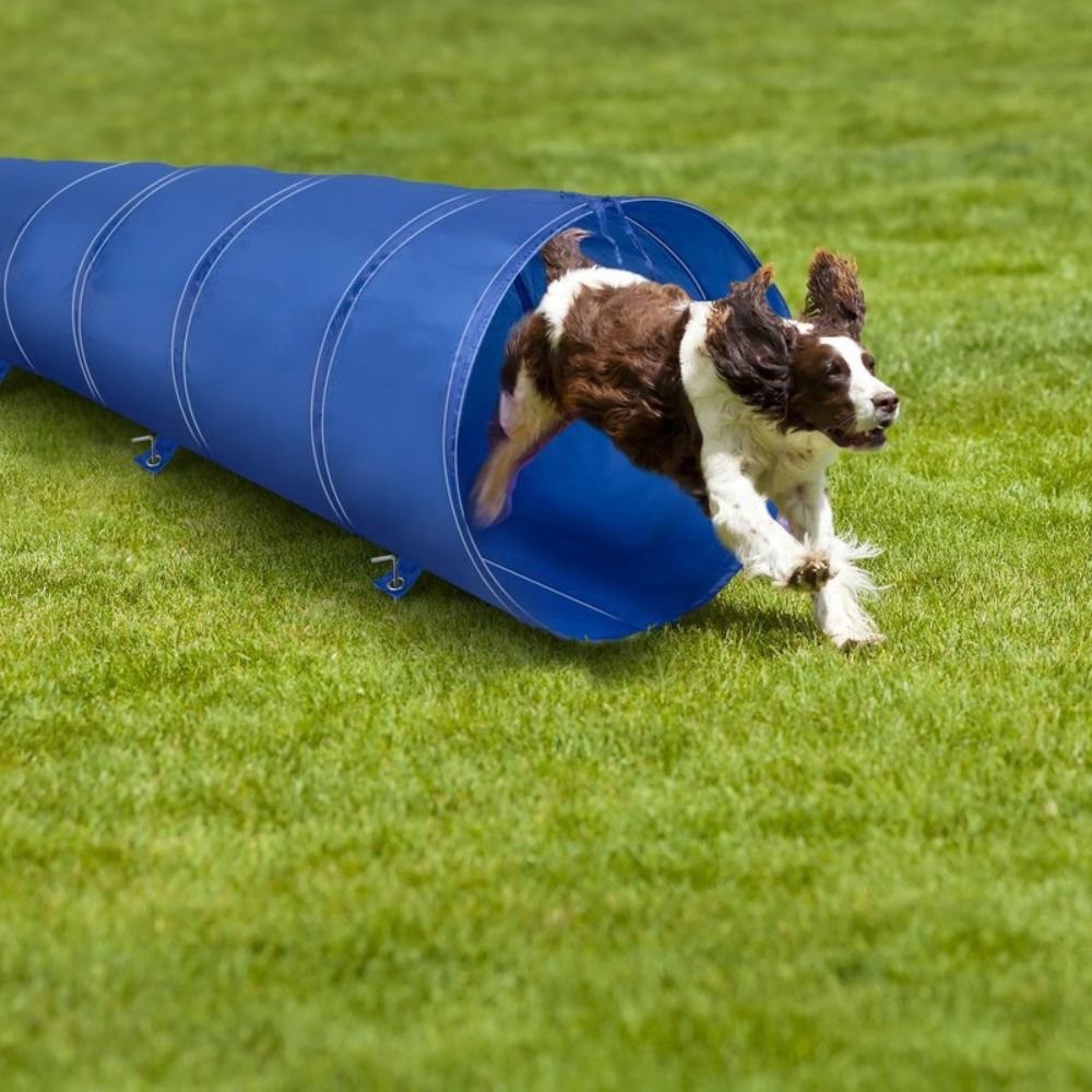 maxxpro Agility für den Hund Hundetunnel mit Erdnägeln 2M Blau